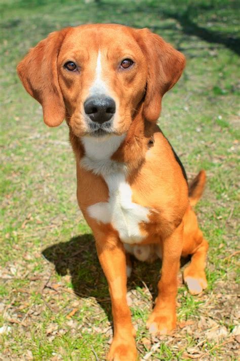 Harvey - Hound Beagle mix