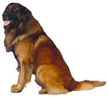 Estrela Mountain Dog Dog Breed Information - Continental Kennel Club