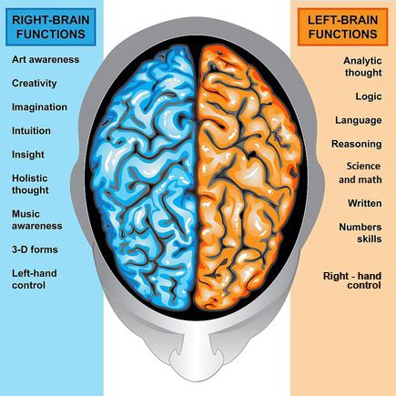 Hemispheres | Left & Right Hemispheres Roles, Facts & Information