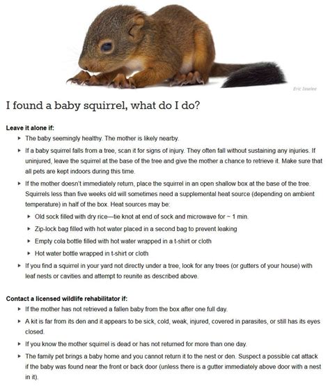 Baby Squirrel Feeding Chart - Chart Examples