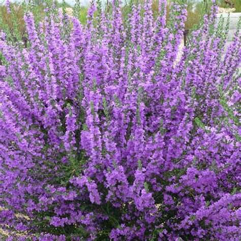 Sage Purple - 1 Plant - Garden Kitchen Herb For Cooking - Outdoor from ...