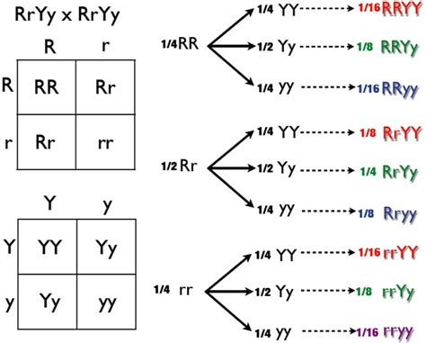 Dihybrid Krysning - Definisjon, Eksempler og Quiz | Image & Innovation