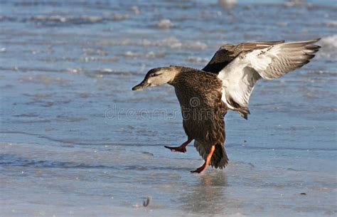 American Black Duck In Flight Stock Image - Image of ready, animals ...