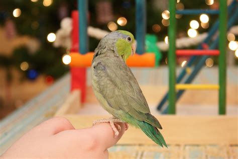 8 Top Friendly Pet Bird Species