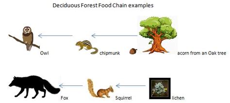 The Food Chain of a Deciduous Forest | Study.com