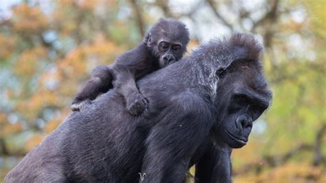 Bristol Zoo's hand-reared baby gorilla finds surrogate mum - BBC News