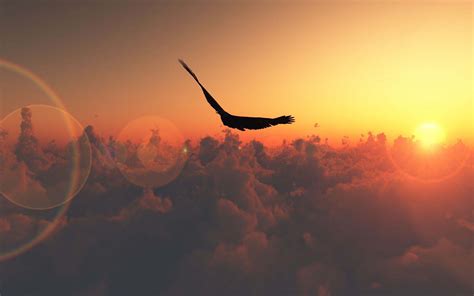 Flying Eagle Wallpapers - Top Free Flying Eagle Backgrounds ...