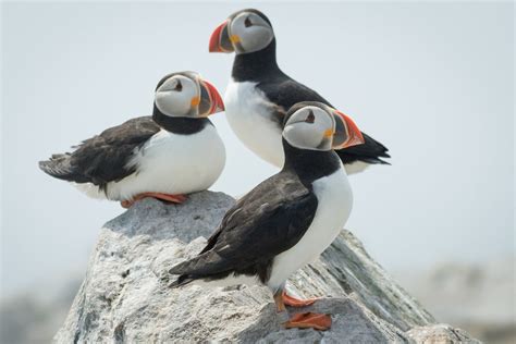 Photographing Puffins on Machias Seal Island — MAPS & CAMERAS | Island ...