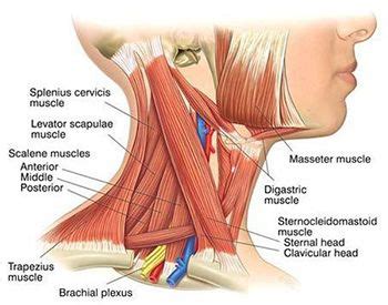 Neck Spasms: Symptoms, Causes, Treatment | Redefine Healthcare