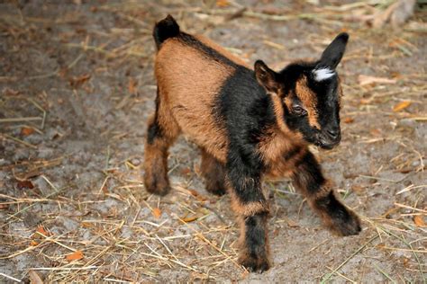 This Incredible Baby Goat Fought For Her Life—Her Story Will Make Your ...