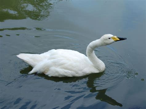 The Online Zoo - Whooper Swan