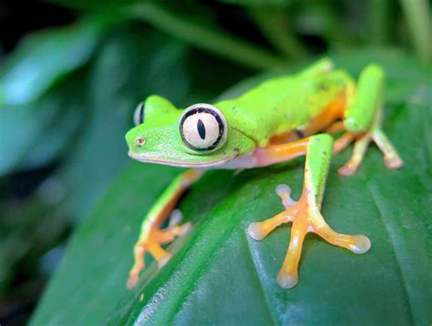 13 Amazing and Critically Endangered Frogs