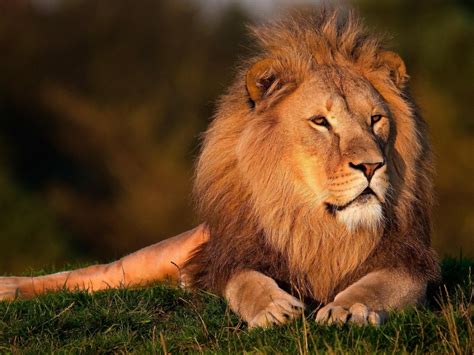 Majestic Lion HD desktop wallpaper : Widescreen : High Definition ...