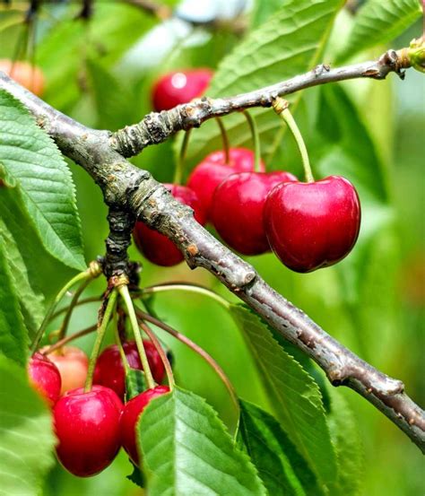 Cherry Tree : Patio Cherry Tree Stella Prunus Avium Patio And Garden ...