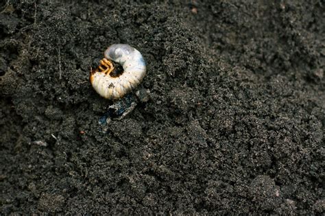 Larvae In Garden Soil | Fasci Garden