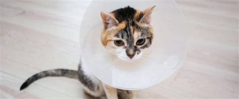 What To Know About Your Cat's Surgery Pre and Post-Op Care