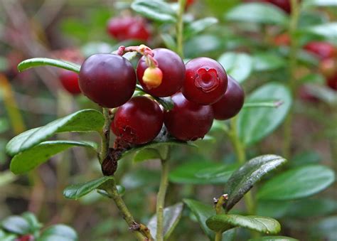 Vaccinium vitis-idaea - Изображение особи - Плантариум