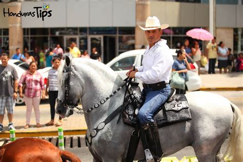 Ibero horse / Iberian-American horse. | Horses, Horse breeds, Horse ...