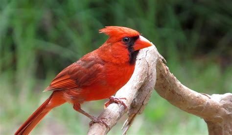 Cardinal Birds - Key Facts, Information & Pictures