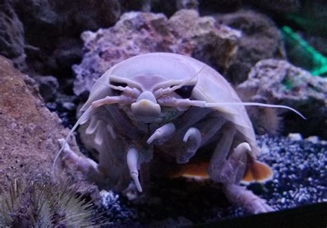 Giant Isopod Animal Facts AZ Animals, 40% OFF