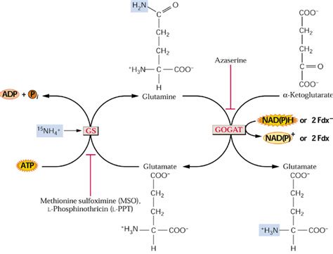 Getting to Know Your Amino Acids: Glutamine