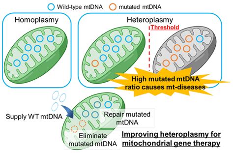 Schematic illustration of the mechanism by which mitochondrial ...