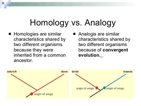 Phylogeny & classification