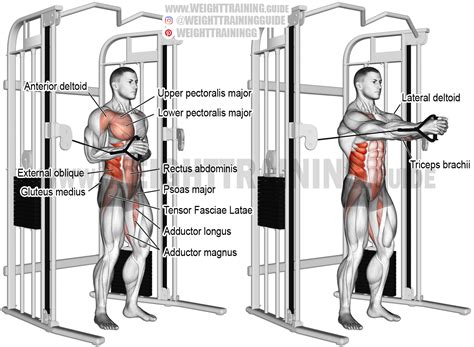 Cable horizontal Pallof press. An isometric isolation and pull exercise ...