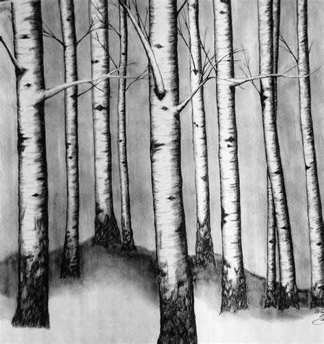 Charcoal Drawing Birch Tree Forrest Art by ChicCharcoals on Etsy