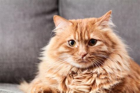 a very fluffy orange cat | Stuff Cats Want