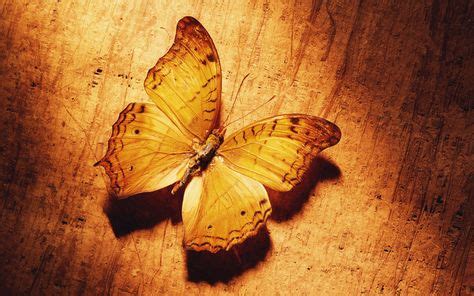 Brown Wallpaper 14851 1920x1200 px ~ HDWallSource. | Butterfly pictures