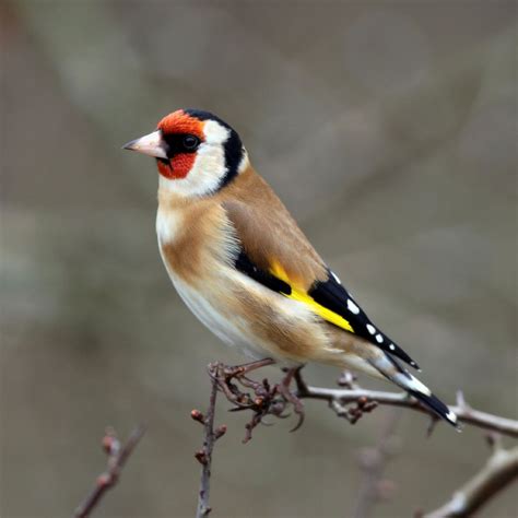 Chaffinch | Goldfinch, Pet birds, Beautiful birds