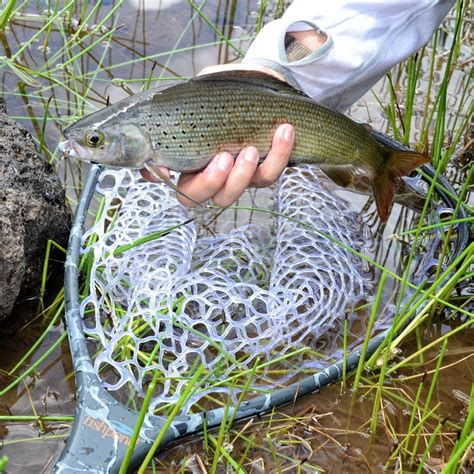 Grayling............ | Fish, Fly fishing, Water life