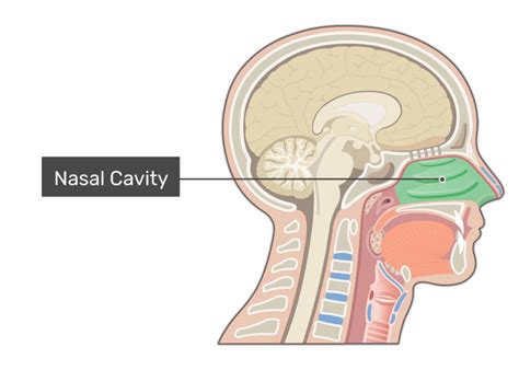 Nose and Nasal Cavity: Structure, Function and Diagram | GetBodySmart