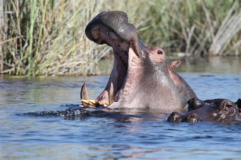 Hippopotamus Wild Animals Water - Free photo on Pixabay - Pixabay