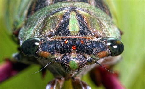 Cicada Face | I found this guy while walking to work. Fortun… | Flickr