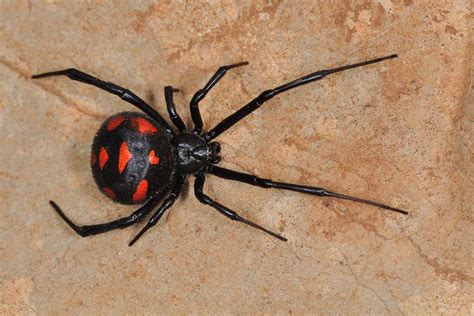 Does the Black Widow Spider Kill her Mate? | Pitara Kids' Network