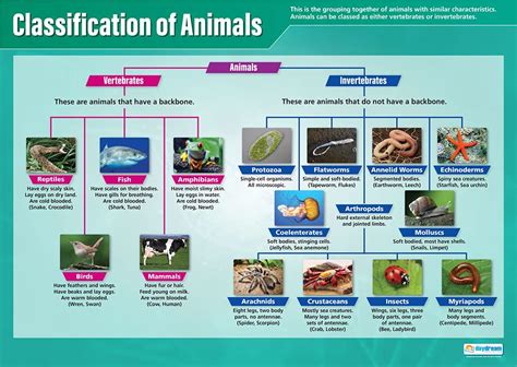 Buy Classification of Animals Science - EXTRA LARGE 33” x 23.5 ...