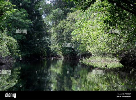 Mystical and beautiful jungle river / stream through green rainforest ...