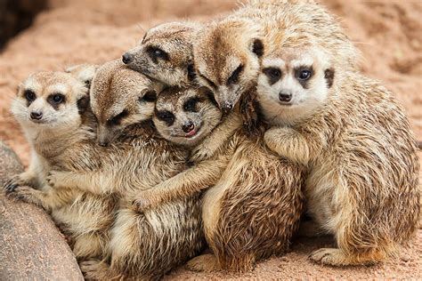 Meerkat | San Diego Zoo Animals & Plants