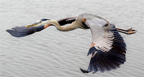 Great Blue Heron in Flight Photograph by Paulette Thomas