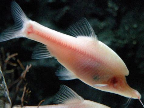 Scientists Discover a Species of Unicorn Fish Never Seen Before ...