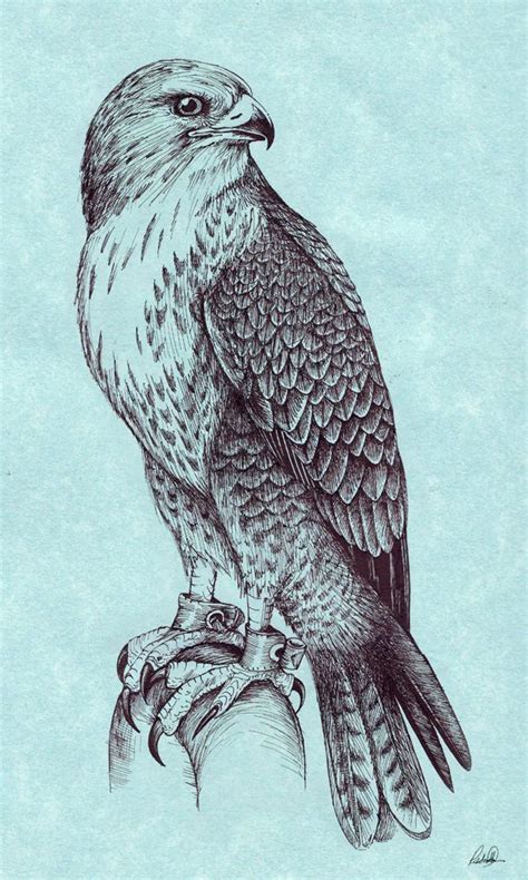 Peregrine Falcon by Grwobert.devianta... on @deviantART - | Hawk tattoo ...