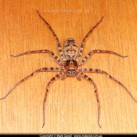 progtedertio: huntsman spider bite