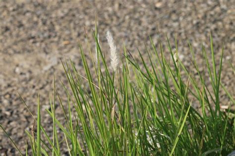 Premium Photo | Kash phool or kans grass in the field.