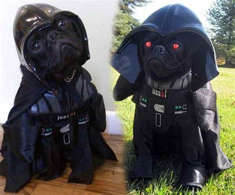 Darth Vader Pug Costume