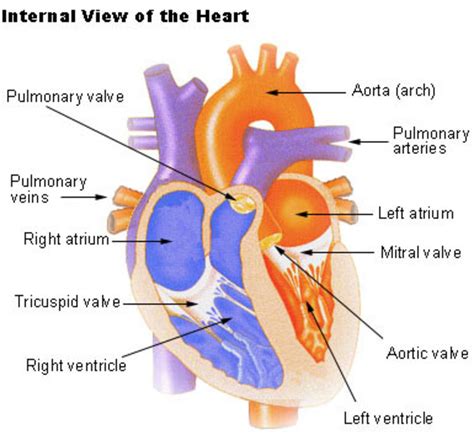 OCR Biology Revision - Part 5 - The Heart | HubPages