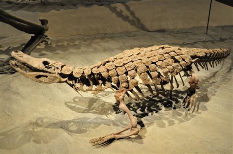 Small Ancient Alligator Fossil, Utah Museum of Natural His… | Flickr