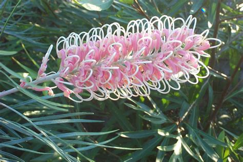 Grevillea 'Pink Surprise' 8" Pot - Hello Hello Plants & Garden Supplies