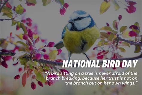 National Bird Day in the United States 2023: Slogans, Images, Messages ...